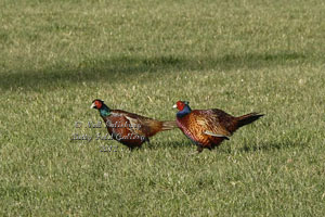 Game Bird Photography by Betty Fold Gallery